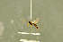  ( - BC-ZSM-HYM-27566-F03)  @12 [ ] CreativeCommons - Attribution Non-Commercial Share-Alike (2016) SNSB, Staatliche Naturwissenschaftliche Sammlungen Bayerns ZSM (SNSB, Zoologische Staatssammlung Muenchen)
