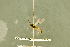  ( - BC-ZSM-HYM-27566-F04)  @11 [ ] CreativeCommons - Attribution Non-Commercial Share-Alike (2016) SNSB, Staatliche Naturwissenschaftliche Sammlungen Bayerns ZSM (SNSB, Zoologische Staatssammlung Muenchen)