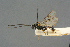 (Rhorus alpinator - BC-ZSM-HYM-27567-B03)  @11 [ ] CreativeCommons - Attribution Non-Commercial Share-Alike (2016) SNSB, Staatliche Naturwissenschaftliche Sammlungen Bayerns ZSM (SNSB, Zoologische Staatssammlung Muenchen)