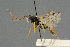  (Rhorus anglicator - BC-ZSM-HYM-27567-B05)  @11 [ ] CreativeCommons - Attribution Non-Commercial Share-Alike (2016) SNSB, Staatliche Naturwissenschaftliche Sammlungen Bayerns ZSM (SNSB, Zoologische Staatssammlung Muenchen)