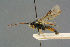  ( - BC-ZSM-HYM-27567-B06)  @11 [ ] CreativeCommons - Attribution Non-Commercial Share-Alike (2016) SNSB, Staatliche Naturwissenschaftliche Sammlungen Bayerns ZSM (SNSB, Zoologische Staatssammlung Muenchen)
