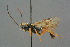  (Rhorus austriator - BC-ZSM-HYM-27567-B07)  @11 [ ] CreativeCommons - Attribution Non-Commercial Share-Alike (2016) SNSB, Staatliche Naturwissenschaftliche Sammlungen Bayerns ZSM (SNSB, Zoologische Staatssammlung Muenchen)