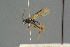  ( - BC-ZSM-HYM-27567-B08)  @13 [ ] CreativeCommons - Attribution Non-Commercial Share-Alike (2016) SNSB, Staatliche Naturwissenschaftliche Sammlungen Bayerns ZSM (SNSB, Zoologische Staatssammlung Muenchen)