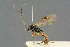  ( - BC-ZSM-HYM-27567-B10)  @13 [ ] CreativeCommons - Attribution Non-Commercial Share-Alike (2016) SNSB, Staatliche Naturwissenschaftliche Sammlungen Bayerns ZSM (SNSB, Zoologische Staatssammlung Muenchen)