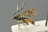  ( - BC-ZSM-HYM-27567-B11)  @13 [ ] CreativeCommons - Attribution Non-Commercial Share-Alike (2016) SNSB, Staatliche Naturwissenschaftliche Sammlungen Bayerns ZSM (SNSB, Zoologische Staatssammlung Muenchen)