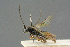  ( - BC-ZSM-HYM-27567-B12)  @13 [ ] CreativeCommons - Attribution Non-Commercial Share-Alike (2016) SNSB, Staatliche Naturwissenschaftliche Sammlungen Bayerns ZSM (SNSB, Zoologische Staatssammlung Muenchen)