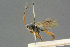  ( - BC-ZSM-HYM-27567-C03)  @11 [ ] CreativeCommons - Attribution Non-Commercial Share-Alike (2016) SNSB, Staatliche Naturwissenschaftliche Sammlungen Bayerns ZSM (SNSB, Zoologische Staatssammlung Muenchen)
