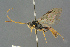  ( - BC-ZSM-HYM-27567-C04)  @11 [ ] CreativeCommons - Attribution Non-Commercial Share-Alike (2016) SNSB, Staatliche Naturwissenschaftliche Sammlungen Bayerns ZSM (SNSB, Zoologische Staatssammlung Muenchen)