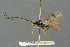  ( - BC-ZSM-HYM-27567-C05)  @11 [ ] CreativeCommons - Attribution Non-Commercial Share-Alike (2016) SNSB, Staatliche Naturwissenschaftliche Sammlungen Bayerns ZSM (SNSB, Zoologische Staatssammlung Muenchen)