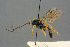  ( - BC-ZSM-HYM-27567-C06)  @11 [ ] CreativeCommons - Attribution Non-Commercial Share-Alike (2016) SNSB, Staatliche Naturwissenschaftliche Sammlungen Bayerns ZSM (SNSB, Zoologische Staatssammlung Muenchen)