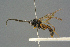 ( - BC-ZSM-HYM-27567-C07)  @11 [ ] CreativeCommons - Attribution Non-Commercial Share-Alike (2016) SNSB, Staatliche Naturwissenschaftliche Sammlungen Bayerns ZSM (SNSB, Zoologische Staatssammlung Muenchen)