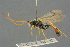  (Rhorus flavopictus - BC-ZSM-HYM-27567-C09)  @11 [ ] CreativeCommons - Attribution Non-Commercial Share-Alike (2016) SNSB, Staatliche Naturwissenschaftliche Sammlungen Bayerns ZSM (SNSB, Zoologische Staatssammlung Muenchen)