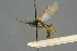  ( - BC-ZSM-HYM-27567-D05)  @11 [ ] CreativeCommons - Attribution Non-Commercial Share-Alike (2016) SNSB, Staatliche Naturwissenschaftliche Sammlungen Bayerns ZSM (SNSB, Zoologische Staatssammlung Muenchen)