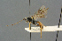  (Rhorus neustriae - BC-ZSM-HYM-27567-D09)  @12 [ ] CreativeCommons - Attribution Non-Commercial Share-Alike (2016) SNSB, Staatliche Naturwissenschaftliche Sammlungen Bayerns ZSM (SNSB, Zoologische Staatssammlung Muenchen)