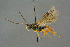  ( - BC-ZSM-HYM-27567-E01)  @11 [ ] CreativeCommons - Attribution Non-Commercial Share-Alike (2016) SNSB, Staatliche Naturwissenschaftliche Sammlungen Bayerns ZSM (SNSB, Zoologische Staatssammlung Muenchen)