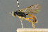  (Rhorus subfasciatus - BC-ZSM-HYM-27567-E02)  @11 [ ] CreativeCommons - Attribution Non-Commercial Share-Alike (2016) SNSB, Staatliche Naturwissenschaftliche Sammlungen Bayerns ZSM (SNSB, Zoologische Staatssammlung Muenchen)