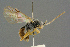  ( - BC-ZSM-HYM-27567-E03)  @11 [ ] CreativeCommons - Attribution Non-Commercial Share-Alike (2016) SNSB, Staatliche Naturwissenschaftliche Sammlungen Bayerns ZSM (SNSB, Zoologische Staatssammlung Muenchen)