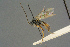  ( - BC-ZSM-HYM-27567-E04)  @11 [ ] CreativeCommons - Attribution Non-Commercial Share-Alike (2016) SNSB, Staatliche Naturwissenschaftliche Sammlungen Bayerns ZSM (SNSB, Zoologische Staatssammlung Muenchen)
