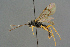  ( - BC-ZSM-HYM-27567-E05)  @11 [ ] CreativeCommons - Attribution Non-Commercial Share-Alike (2016) SNSB, Staatliche Naturwissenschaftliche Sammlungen Bayerns ZSM (SNSB, Zoologische Staatssammlung Muenchen)