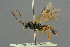 ( - BC-ZSM-HYM-27567-E06)  @11 [ ] CreativeCommons - Attribution Non-Commercial Share-Alike (2016) SNSB, Staatliche Naturwissenschaftliche Sammlungen Bayerns ZSM (SNSB, Zoologische Staatssammlung Muenchen)