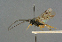  ( - BC-ZSM-HYM-27567-E07)  @13 [ ] CreativeCommons - Attribution Non-Commercial Share-Alike (2016) SNSB, Staatliche Naturwissenschaftliche Sammlungen Bayerns ZSM (SNSB, Zoologische Staatssammlung Muenchen)