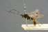 ( - BC-ZSM-HYM-27567-E08)  @11 [ ] CreativeCommons - Attribution Non-Commercial Share-Alike (2016) SNSB, Staatliche Naturwissenschaftliche Sammlungen Bayerns ZSM (SNSB, Zoologische Staatssammlung Muenchen)