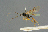  ( - BC-ZSM-HYM-27567-E09)  @11 [ ] CreativeCommons - Attribution Non-Commercial Share-Alike (2016) SNSB, Staatliche Naturwissenschaftliche Sammlungen Bayerns ZSM (SNSB, Zoologische Staatssammlung Muenchen)