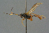  ( - BC-ZSM-HYM-27567-E11)  @11 [ ] CreativeCommons - Attribution Non-Commercial Share-Alike (2016) SNSB, Staatliche Naturwissenschaftliche Sammlungen Bayerns ZSM (SNSB, Zoologische Staatssammlung Muenchen)