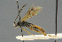  ( - BC-ZSM-HYM-27567-E12)  @13 [ ] CreativeCommons - Attribution Non-Commercial Share-Alike (2016) SNSB, Staatliche Naturwissenschaftliche Sammlungen Bayerns ZSM (SNSB, Zoologische Staatssammlung Muenchen)