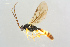  ( - BC-ZSM-HYM-27568-A03)  @11 [ ] CreativeCommons - Attribution Non-Commercial Share-Alike (2016) SNSB, Staatliche Naturwissenschaftliche Sammlungen Bayerns ZSM (SNSB, Zoologische Staatssammlung Muenchen)