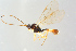  (Pantisarthrus luridus - BC-ZSM-HYM-27568-A05)  @13 [ ] CreativeCommons - Attribution Non-Commercial Share-Alike (2016) SNSB, Staatliche Naturwissenschaftliche Sammlungen Bayerns ZSM (SNSB, Zoologische Staatssammlung Muenchen)