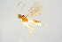  ( - BC-ZSM-HYM-27568-A12)  @12 [ ] CreativeCommons - Attribution Non-Commercial Share-Alike (2016) SNSB, Staatliche Naturwissenschaftliche Sammlungen Bayerns ZSM (SNSB, Zoologische Staatssammlung Muenchen)