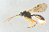  (Polyblastus subalpinus - BC-ZSM-HYM-27568-B03)  @15 [ ] CreativeCommons - Attribution Non-Commercial Share-Alike (2016) SNSB, Staatliche Naturwissenschaftliche Sammlungen Bayerns ZSM (SNSB, Zoologische Staatssammlung Muenchen)