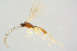 ( - BC-ZSM-HYM-27568-C01)  @13 [ ] CreativeCommons - Attribution Non-Commercial Share-Alike (2016) SNSB, Staatliche Naturwissenschaftliche Sammlungen Bayerns ZSM (SNSB, Zoologische Staatssammlung Muenchen)