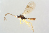  ( - BC-ZSM-HYM-27568-C03)  @11 [ ] CreativeCommons - Attribution Non-Commercial Share-Alike (2016) SNSB, Staatliche Naturwissenschaftliche Sammlungen Bayerns ZSM (SNSB, Zoologische Staatssammlung Muenchen)