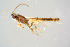  (Neurateles - BC-ZSM-HYM-27568-C04)  @14 [ ] CreativeCommons - Attribution Non-Commercial Share-Alike (2016) SNSB, Staatliche Naturwissenschaftliche Sammlungen Bayerns ZSM (SNSB, Zoologische Staatssammlung Muenchen)