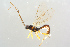  ( - BC-ZSM-HYM-27568-C08)  @13 [ ] CreativeCommons - Attribution Non-Commercial Share-Alike (2016) SNSB, Staatliche Naturwissenschaftliche Sammlungen Bayerns ZSM (SNSB, Zoologische Staatssammlung Muenchen)