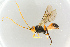  ( - BC-ZSM-HYM-27568-C09)  @13 [ ] CreativeCommons - Attribution Non-Commercial Share-Alike (2016) SNSB, Staatliche Naturwissenschaftliche Sammlungen Bayerns ZSM (SNSB, Zoologische Staatssammlung Muenchen)