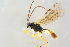  ( - BC-ZSM-HYM-27568-D02)  @13 [ ] CreativeCommons - Attribution Non-Commercial Share-Alike (2016) SNSB, Staatliche Naturwissenschaftliche Sammlungen Bayerns ZSM (SNSB, Zoologische Staatssammlung Muenchen)