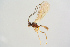  ( - BC-ZSM-HYM-27568-D03)  @13 [ ] CreativeCommons - Attribution Non-Commercial Share-Alike (2016) SNSB, Staatliche Naturwissenschaftliche Sammlungen Bayerns ZSM (SNSB, Zoologische Staatssammlung Muenchen)