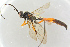  (Echthrus reluctator - BC-ZSM-HYM-27568-D05)  @14 [ ] CreativeCommons - Attribution Non-Commercial Share-Alike (2016) SNSB, Staatliche Naturwissenschaftliche Sammlungen Bayerns ZSM (SNSB, Zoologische Staatssammlung Muenchen)