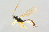  ( - BC-ZSM-HYM-27568-D07)  @13 [ ] CreativeCommons - Attribution Non-Commercial Share-Alike (2016) SNSB, Staatliche Naturwissenschaftliche Sammlungen Bayerns ZSM (SNSB, Zoologische Staatssammlung Muenchen)