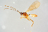  ( - BC-ZSM-HYM-27568-D08)  @13 [ ] CreativeCommons - Attribution Non-Commercial Share-Alike (2016) SNSB, Staatliche Naturwissenschaftliche Sammlungen Bayerns ZSM (SNSB, Zoologische Staatssammlung Muenchen)