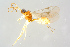  (Dialipsis exilis - BC-ZSM-HYM-27568-D10)  @14 [ ] CreativeCommons - Attribution Non-Commercial Share-Alike (2016) SNSB, Staatliche Naturwissenschaftliche Sammlungen Bayerns ZSM (SNSB, Zoologische Staatssammlung Muenchen)