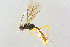  ( - BC-ZSM-HYM-27568-D12)  @11 [ ] CreativeCommons - Attribution Non-Commercial Share-Alike (2016) SNSB, Staatliche Naturwissenschaftliche Sammlungen Bayerns ZSM (SNSB, Zoologische Staatssammlung Muenchen)