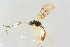  ( - BC-ZSM-HYM-27568-E02)  @11 [ ] CreativeCommons - Attribution Non-Commercial Share-Alike (2016) SNSB, Staatliche Naturwissenschaftliche Sammlungen Bayerns ZSM (SNSB, Zoologische Staatssammlung Muenchen)