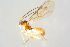  ( - BC-ZSM-HYM-27568-E08)  @12 [ ] CreativeCommons - Attribution Non-Commercial Share-Alike (2016) SNSB, Staatliche Naturwissenschaftliche Sammlungen Bayerns ZSM (SNSB, Zoologische Staatssammlung Muenchen)