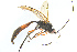  ( - BC-ZSM-HYM-27568-E12)  @13 [ ] CreativeCommons - Attribution Non-Commercial Share-Alike (2016) SNSB, Staatliche Naturwissenschaftliche Sammlungen Bayerns ZSM (SNSB, Zoologische Staatssammlung Muenchen)