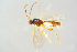  (Stenomacrus AH9 - BC-ZSM-HYM-27568-F02)  @13 [ ] CreativeCommons - Attribution Non-Commercial Share-Alike (2016) SNSB, Staatliche Naturwissenschaftliche Sammlungen Bayerns ZSM (SNSB, Zoologische Staatssammlung Muenchen)