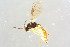  (Adelognathus acantholydae - BC-ZSM-HYM-27568-F09)  @13 [ ] CreativeCommons - Attribution Non-Commercial Share-Alike (2016) SNSB, Staatliche Naturwissenschaftliche Sammlungen Bayerns ZSM (SNSB, Zoologische Staatssammlung Muenchen)